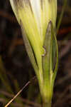 Wiregrass gentian